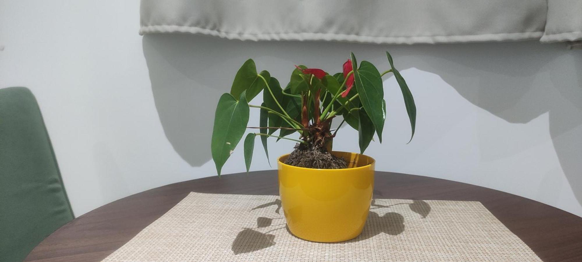 La Home House1 - Apt Studio Em Sjp Com Acesso Rapido Ao Aeroporto De Curitiba São José dos Pinhais Kültér fotó